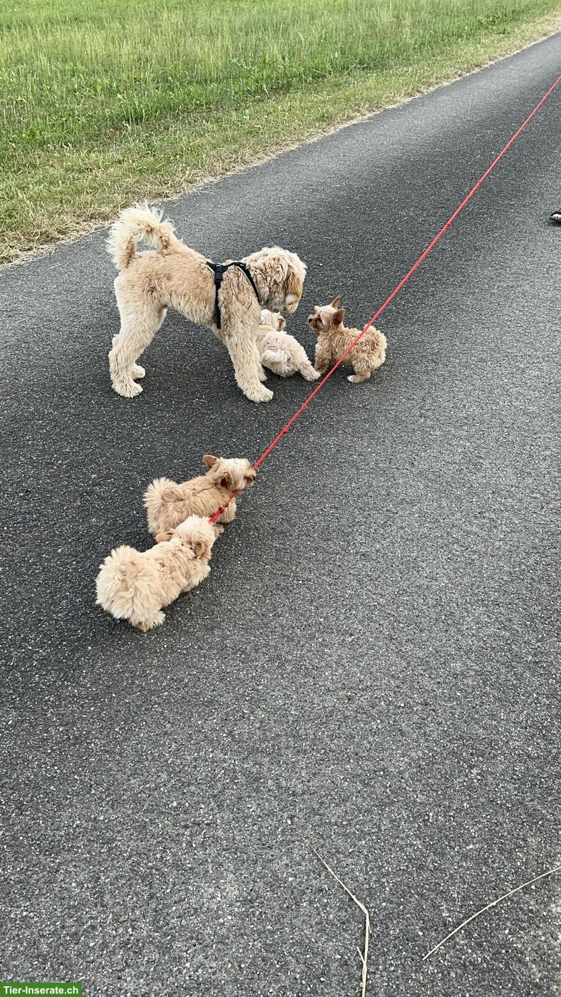 Bild 4: Yorkshire Terrier Welpe zu verkaufen