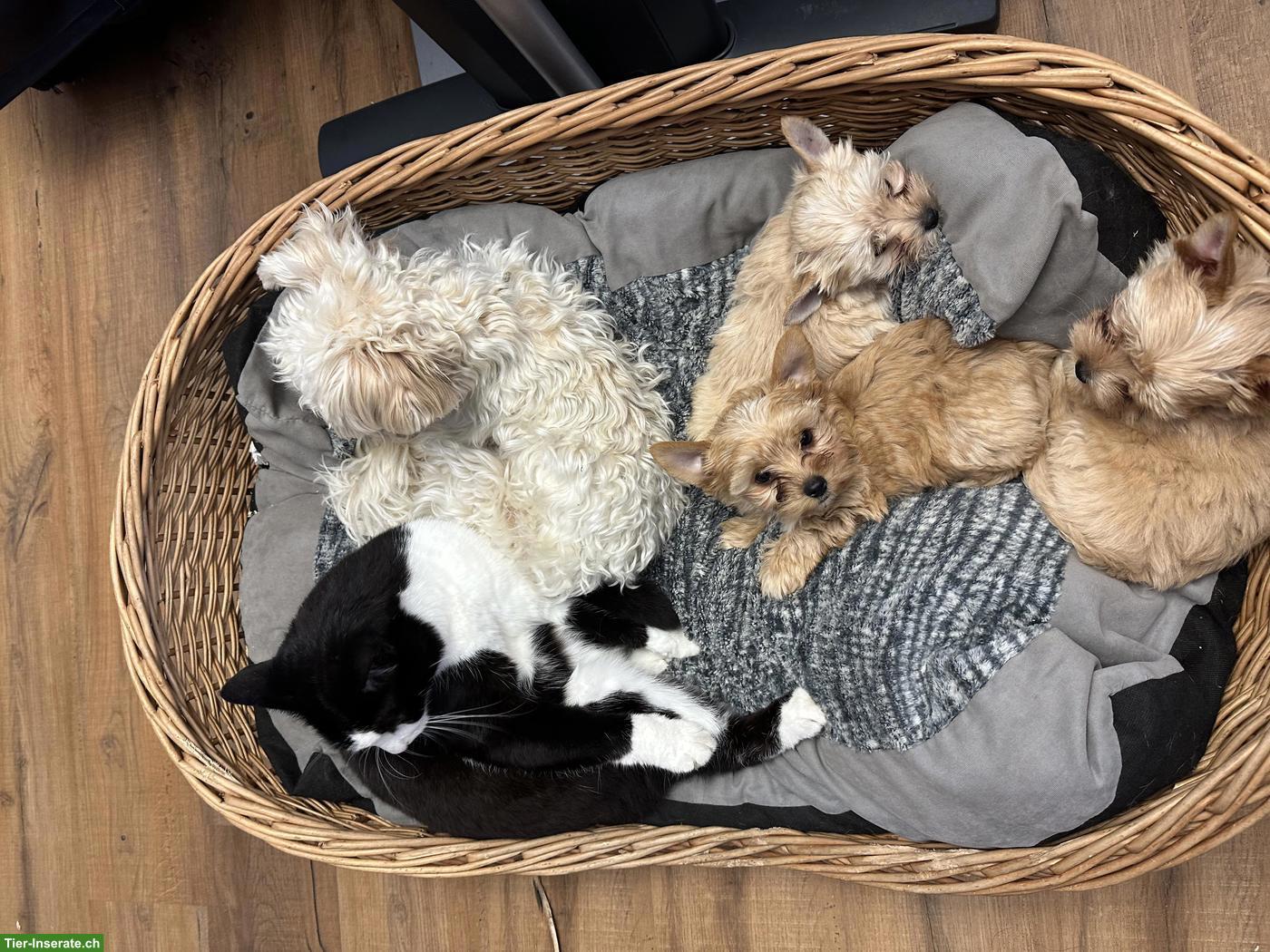 Bild 5: Yorkshire Terrier Welpe zu verkaufen