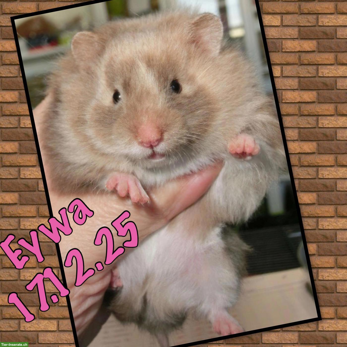 2 Teddyhamster suchen Liebhaber-Zuhause