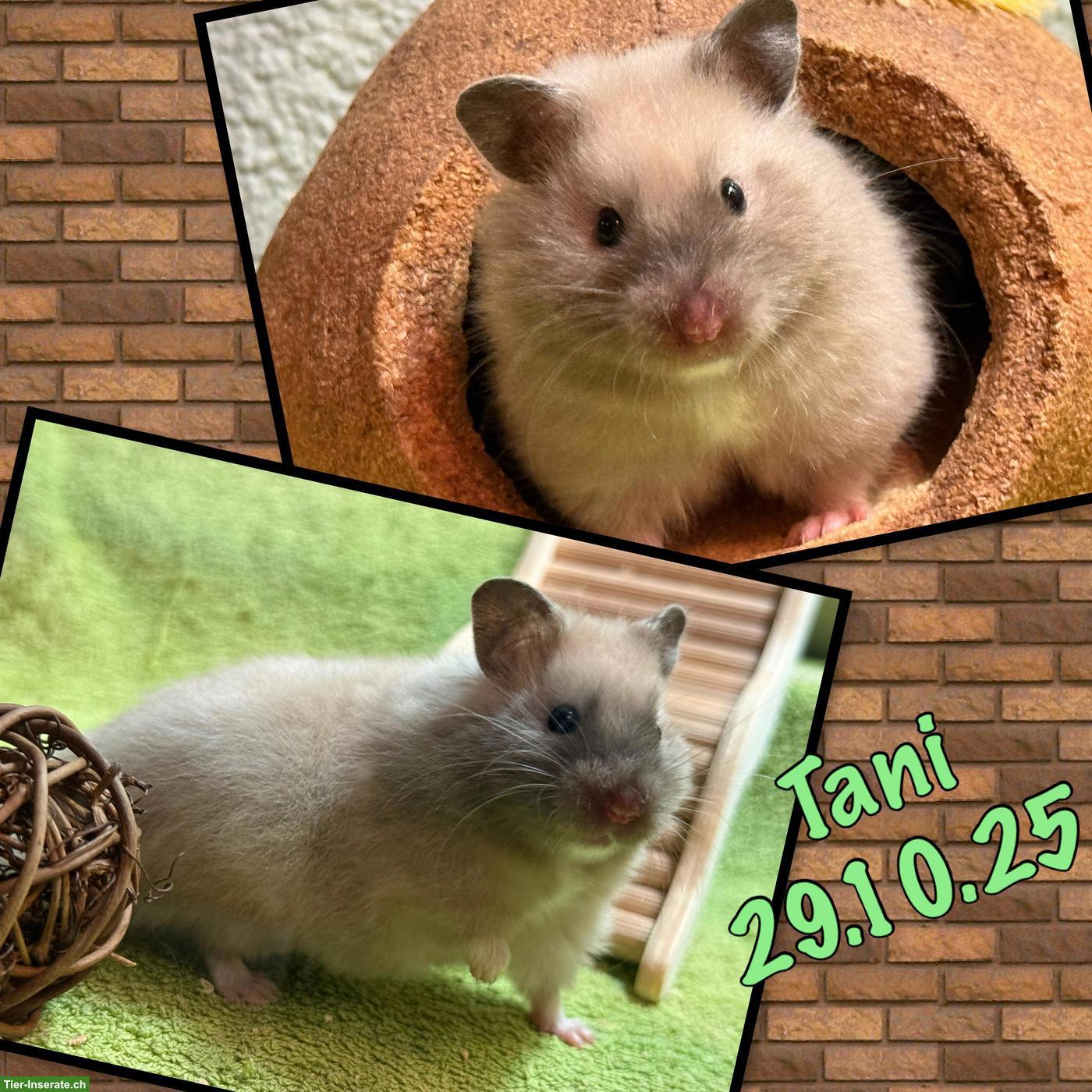 Bild 2: 2 Teddyhamster suchen Liebhaber-Zuhause