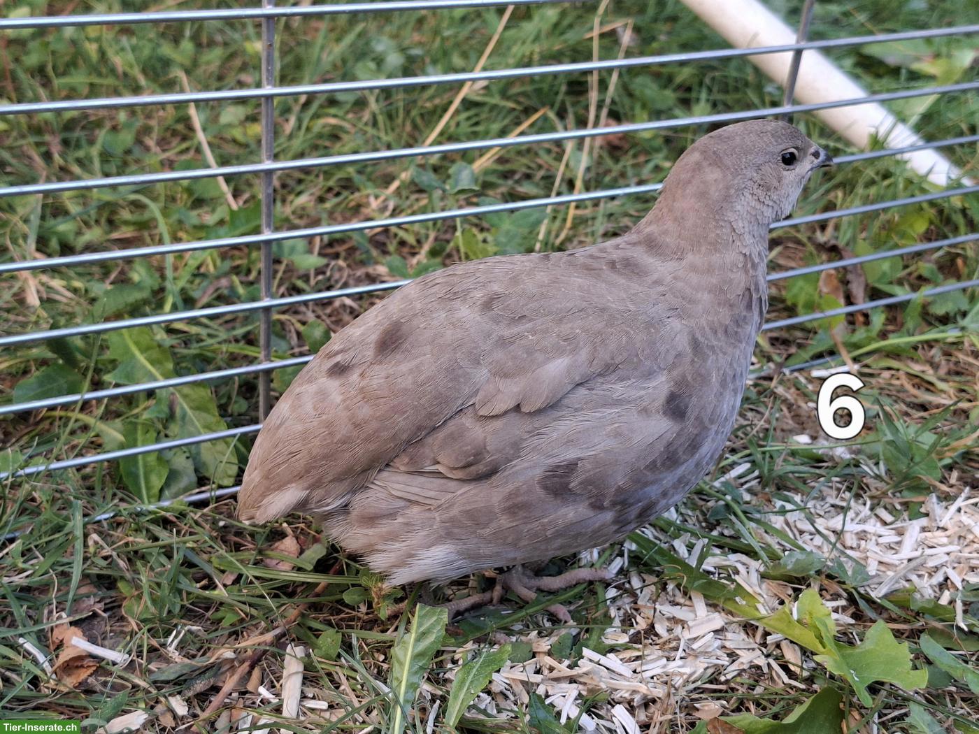 Bild 5: 6 junge Wachtelhennen in bunter Gruppe