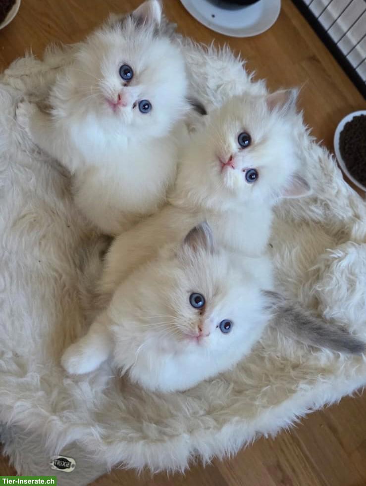 Liebe Ragdoll Kitten suchen ihr Zuhause