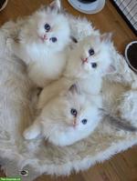 Liebe Ragdoll Kitten suchen ihr Zuhause
