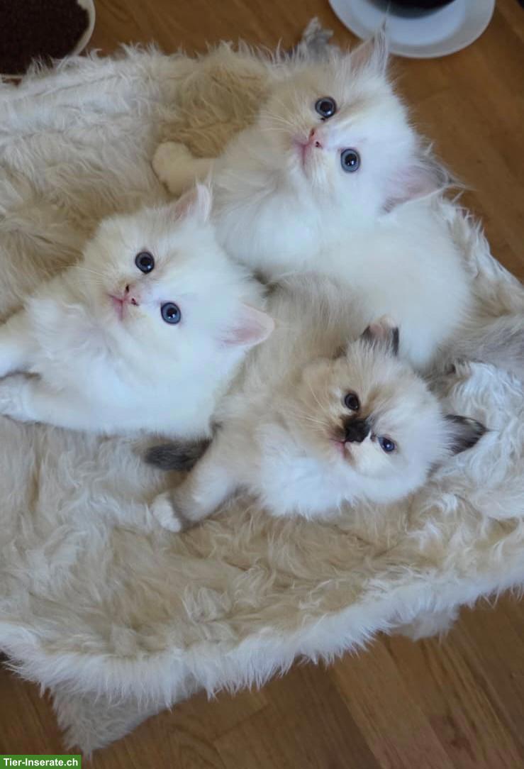 Bild 2: Liebe Ragdoll Kitten suchen ihr Zuhause