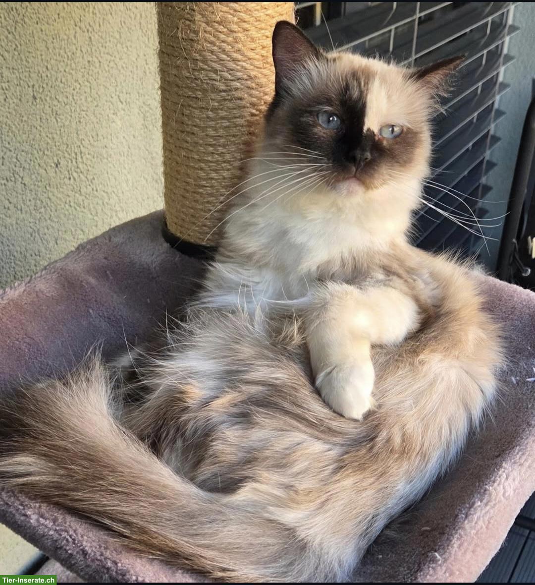 Bild 3: Liebe Ragdoll Kitten suchen ihr Zuhause