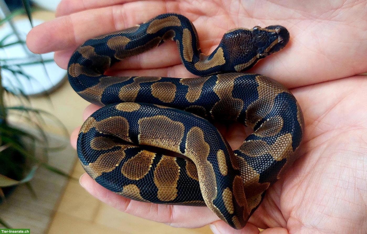 Bild 2: Sehr handzahme Königspython 100 % het Pied