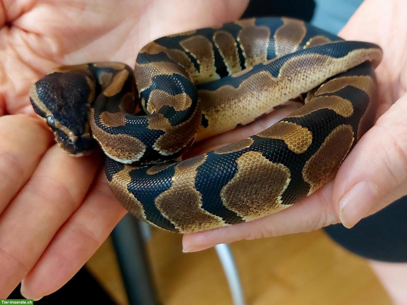 Bild 5: Sehr handzahme Königspython 100 % het Pied