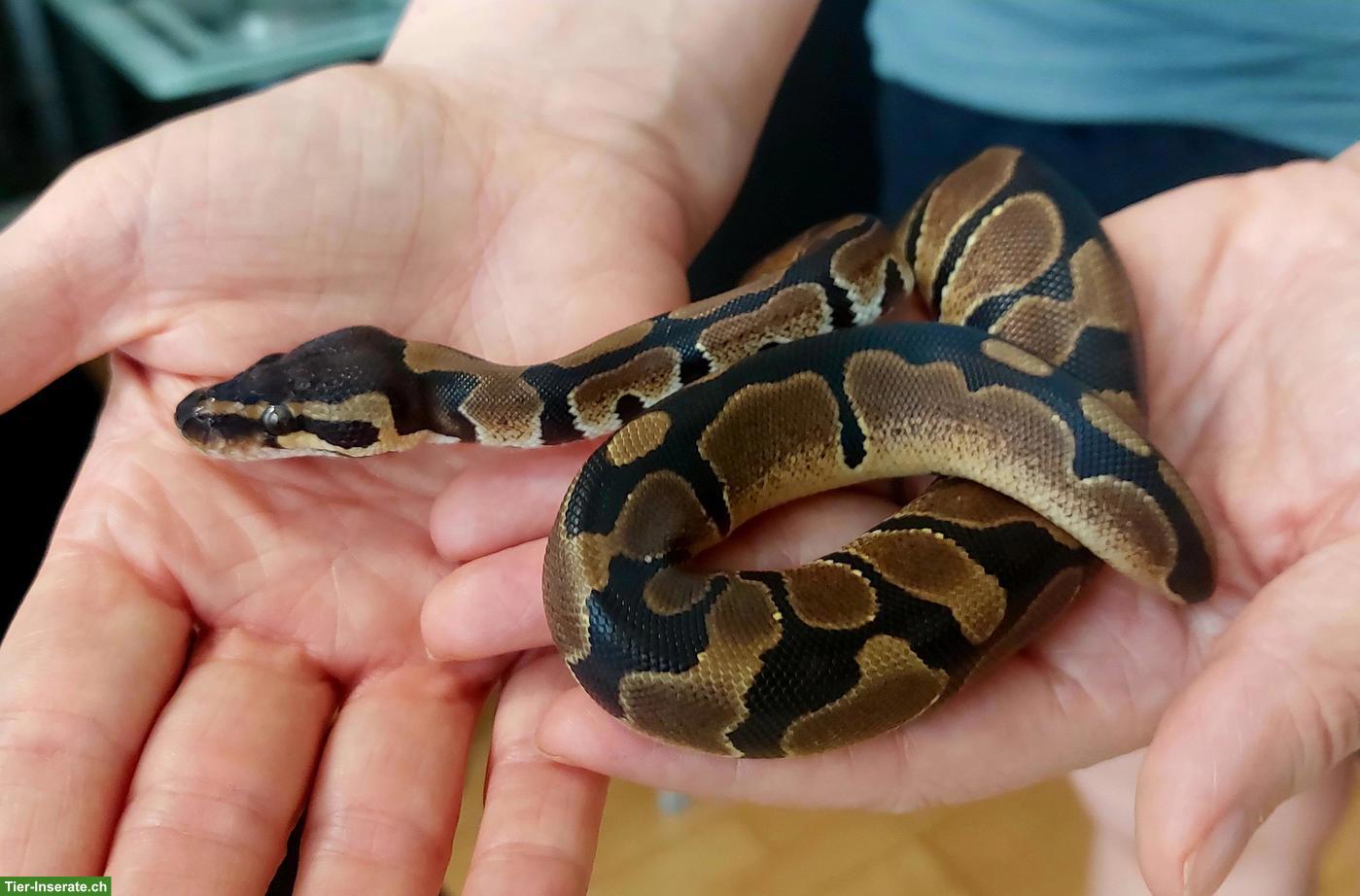 Bild 6: Sehr handzahme Königspython 100 % het Pied
