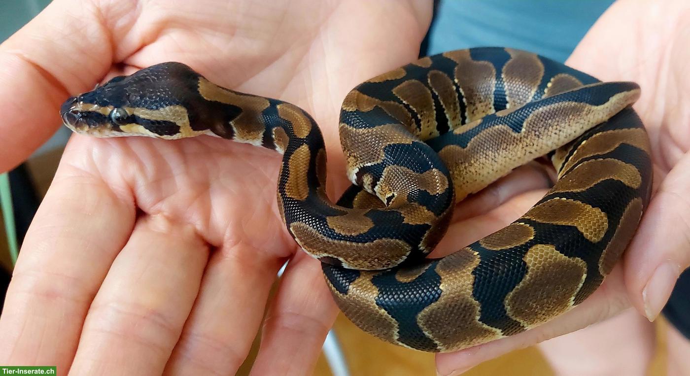 Bild 8: Sehr handzahme Königspython 100 % het Pied