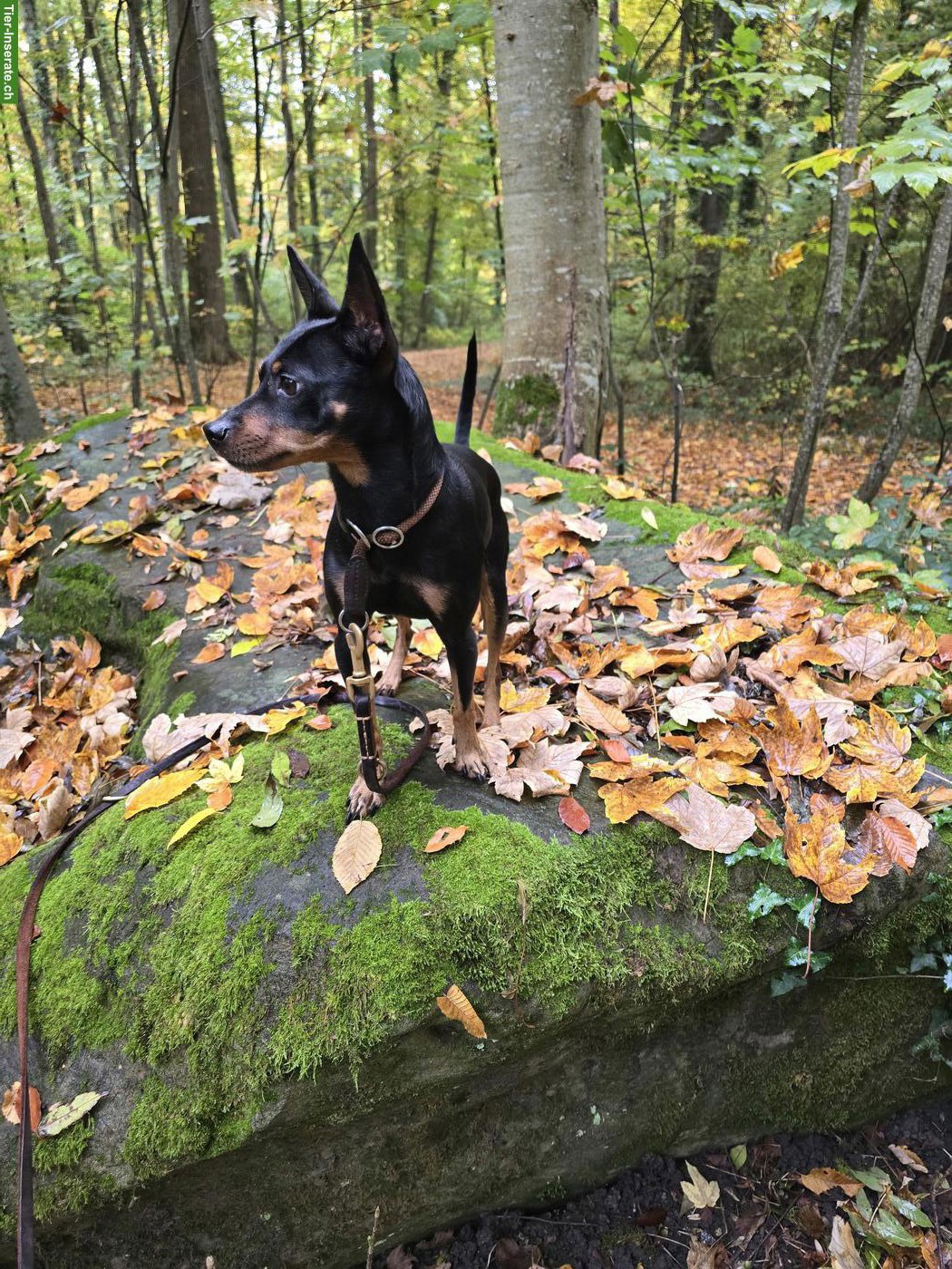 Zwergpinscher Rüde Tyson in beste Hände abzugeben
