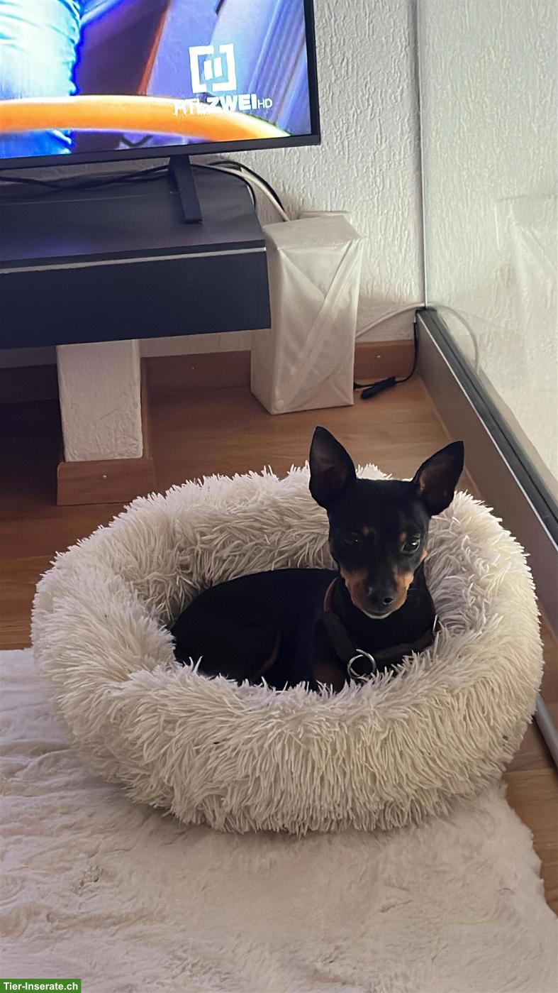 Bild 2: Zwergpinscher Rüde Tyson in beste Hände abzugeben
