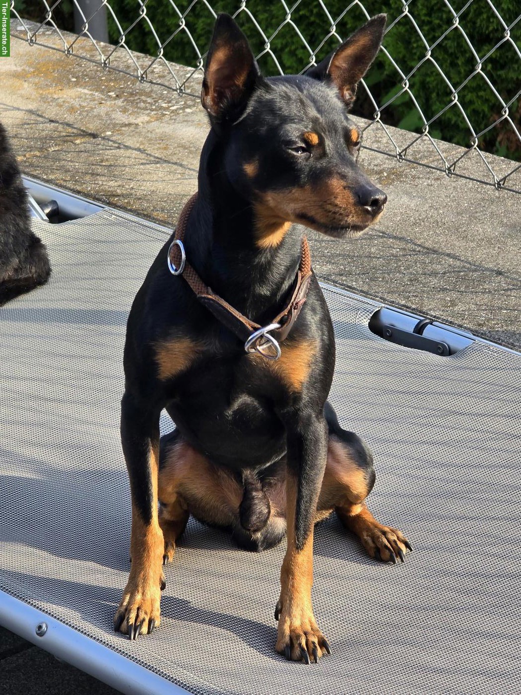 Bild 3: Zwergpinscher Rüde Tyson in beste Hände abzugeben