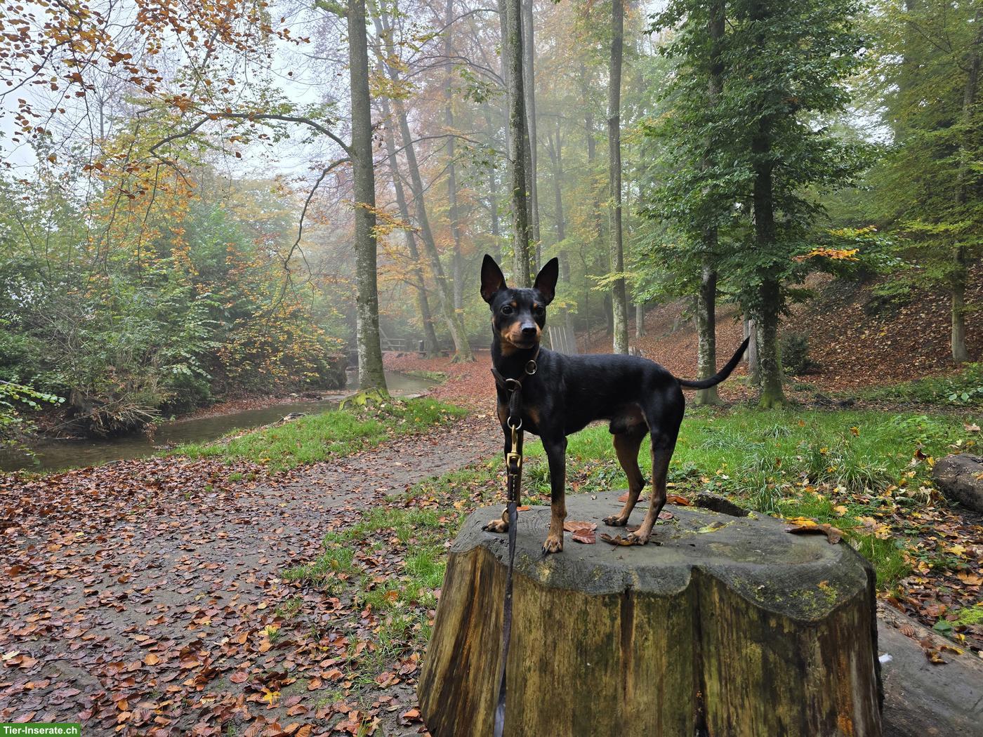 Bild 4: Zwergpinscher Rüde Tyson in beste Hände abzugeben