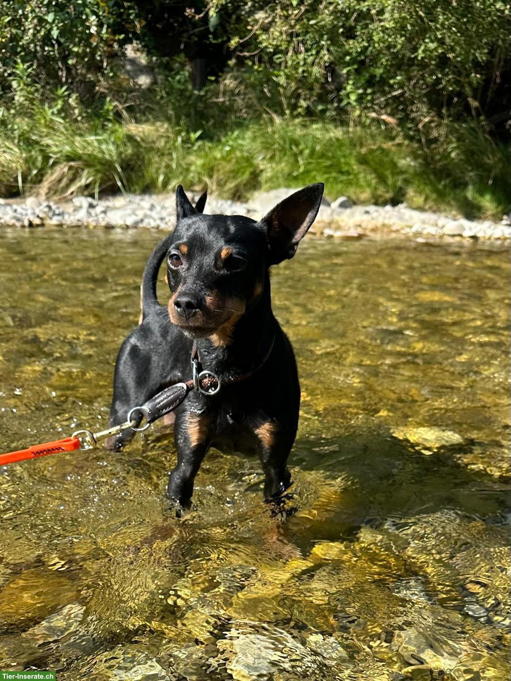 Bild 5: Zwergpinscher Rüde Tyson in beste Hände abzugeben