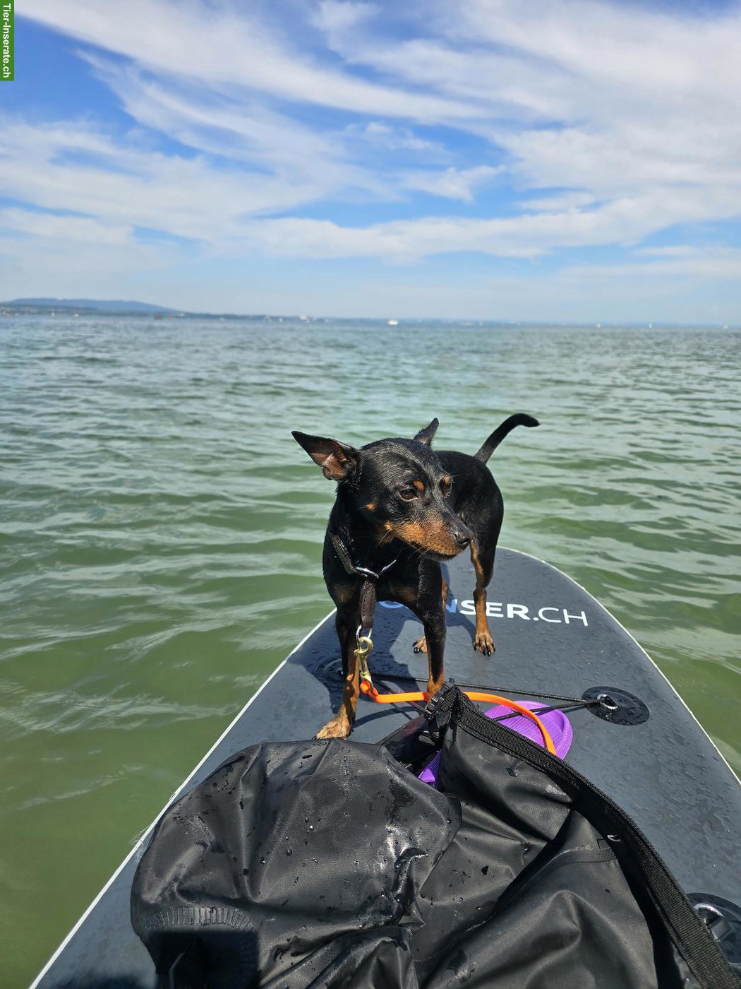 Bild 6: Zwergpinscher Rüde Tyson in beste Hände abzugeben