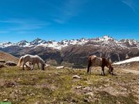 Pflegebeteiligung an zwei Isländer in Samedan GR