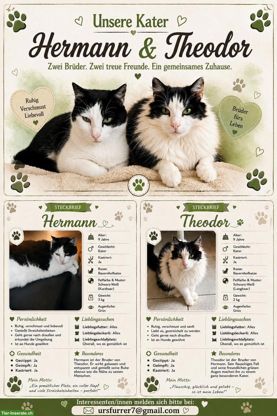 Katzenbrüder suchen ein neues Zuhause mit Freigang