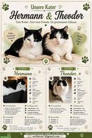 Katzenbrüder suchen ein neues Zuhause mit Freigang