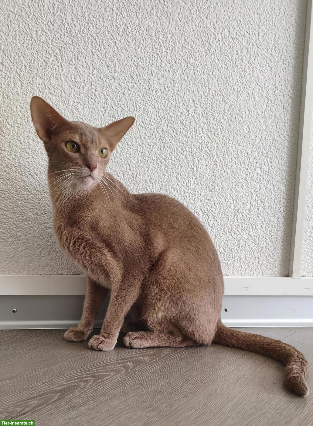 Abessinier Kater, 2.5-jährig, kastriert