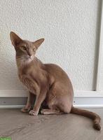 Abessinier Kater, 2.5-jährig, kastriert