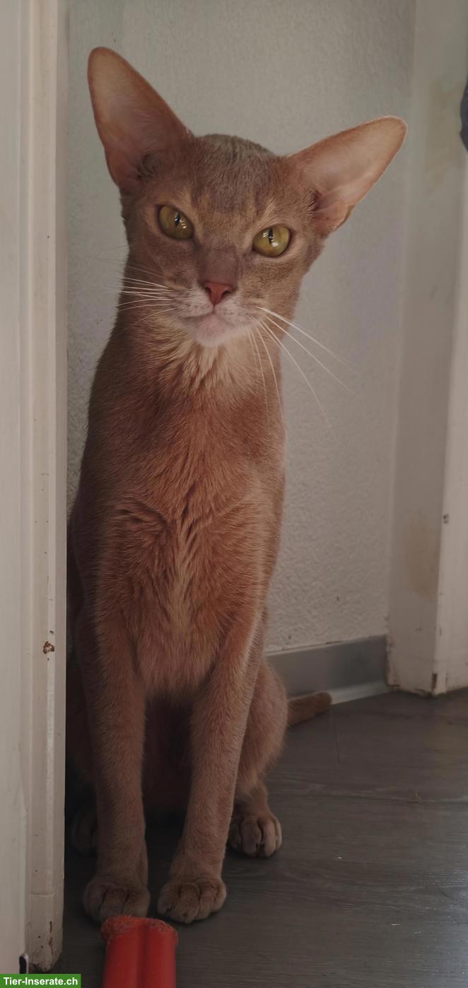 Bild 2: Abessinier Kater, 2.5-jährig, kastriert