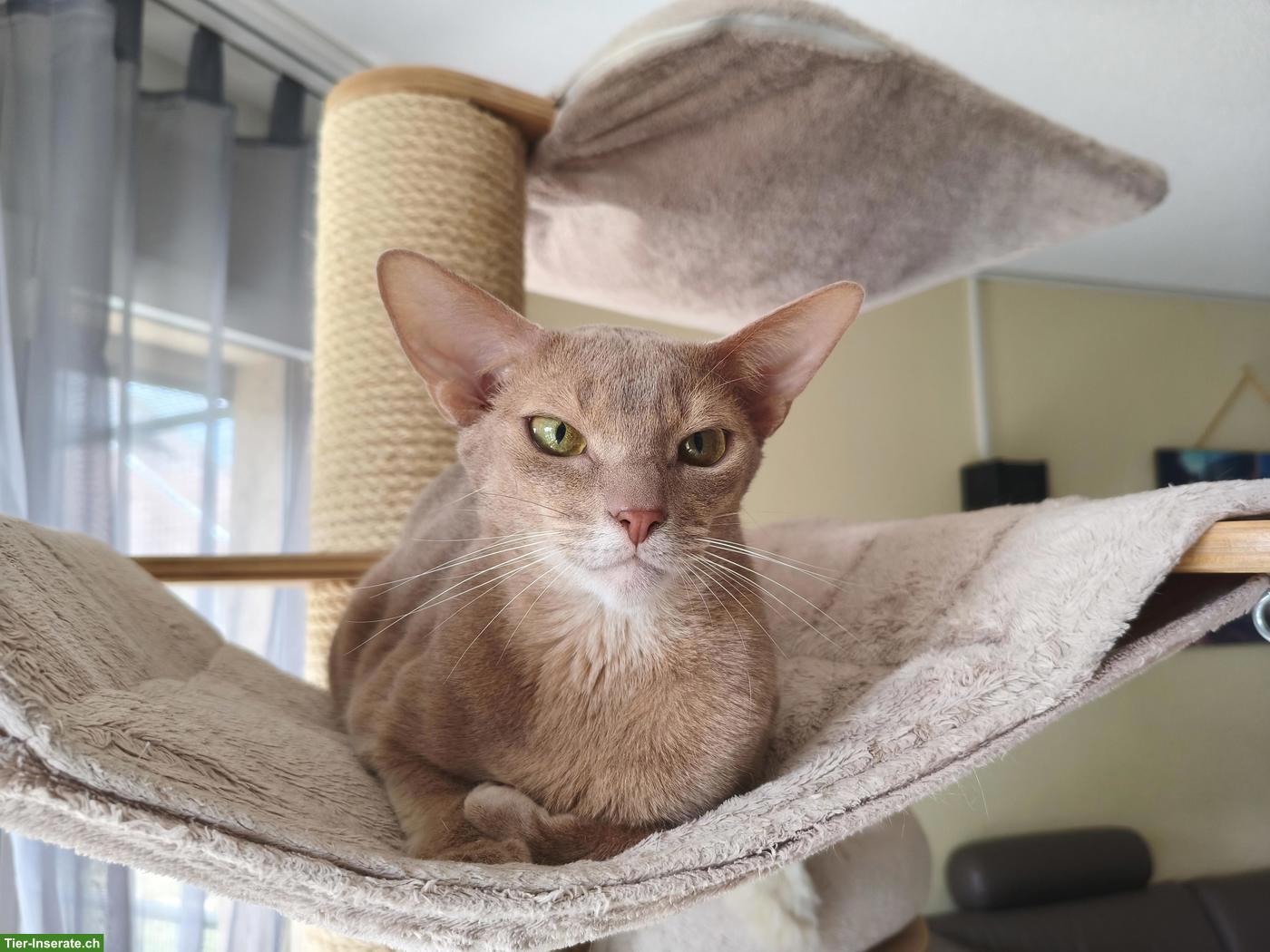 Bild 3: Abessinier Kater, 2.5-jährig, kastriert