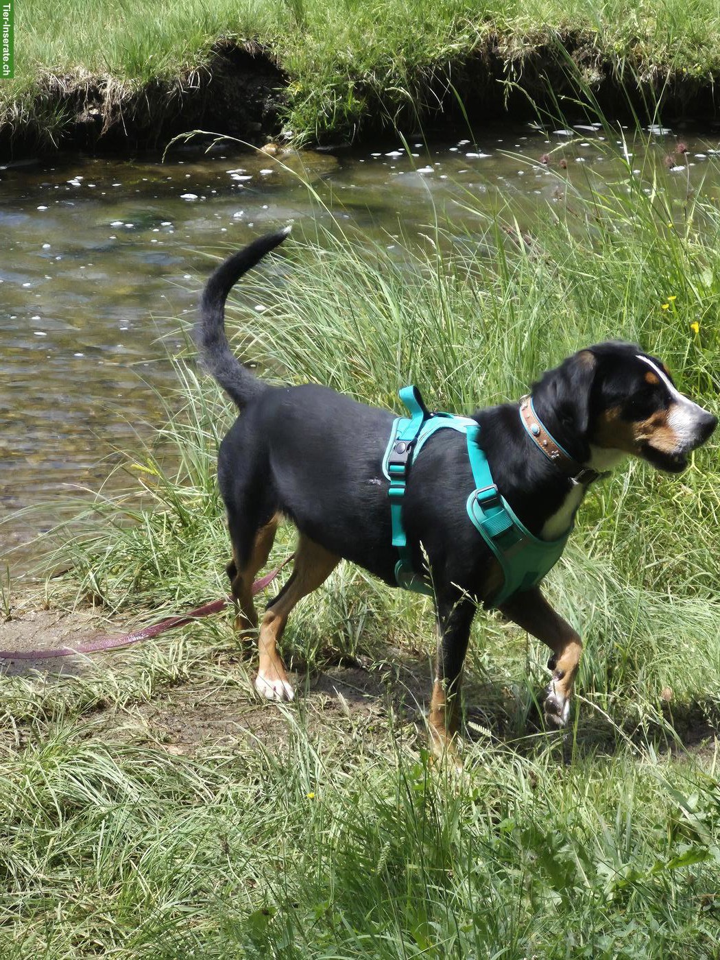 Grosse Schweizer Sennenhund Junghündin