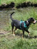 Grosse Schweizer Sennenhund Junghündin