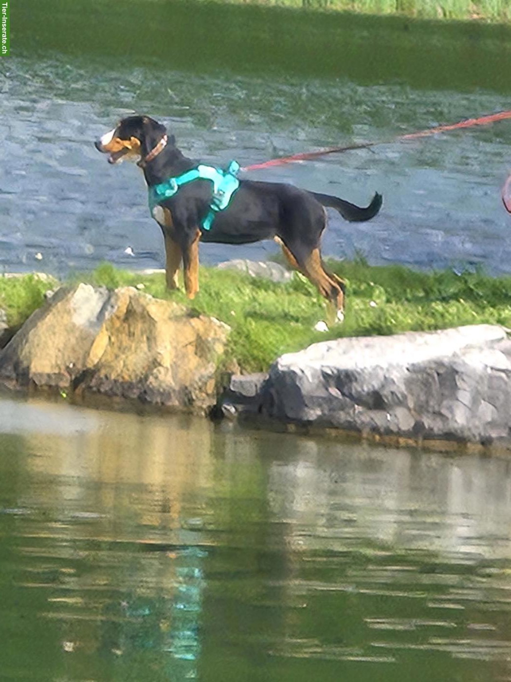 Bild 3: Grosse Schweizer Sennenhund Junghündin