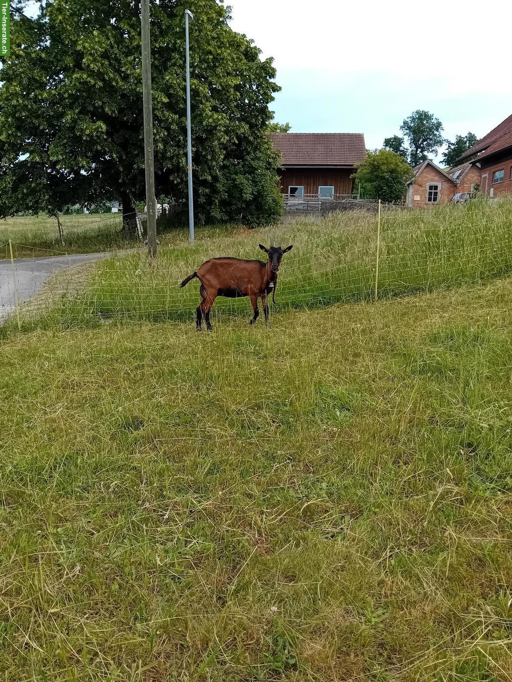 Bild 3: Reinrassige Gämsfarbige Gebirgsziege