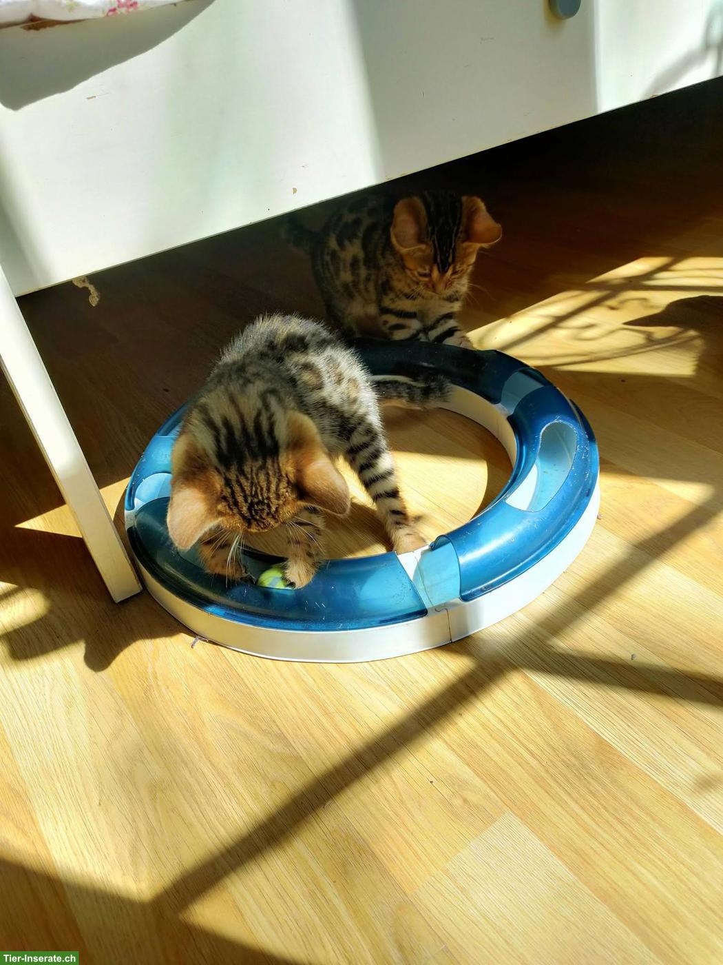 Bild 2: Bengal Kätzchen zu vergeben