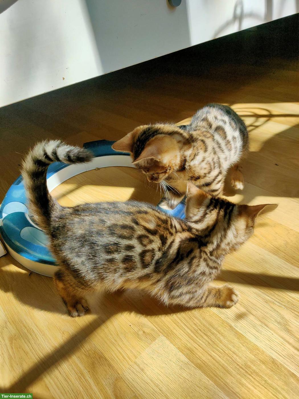Bild 3: Bengal Kätzchen zu vergeben