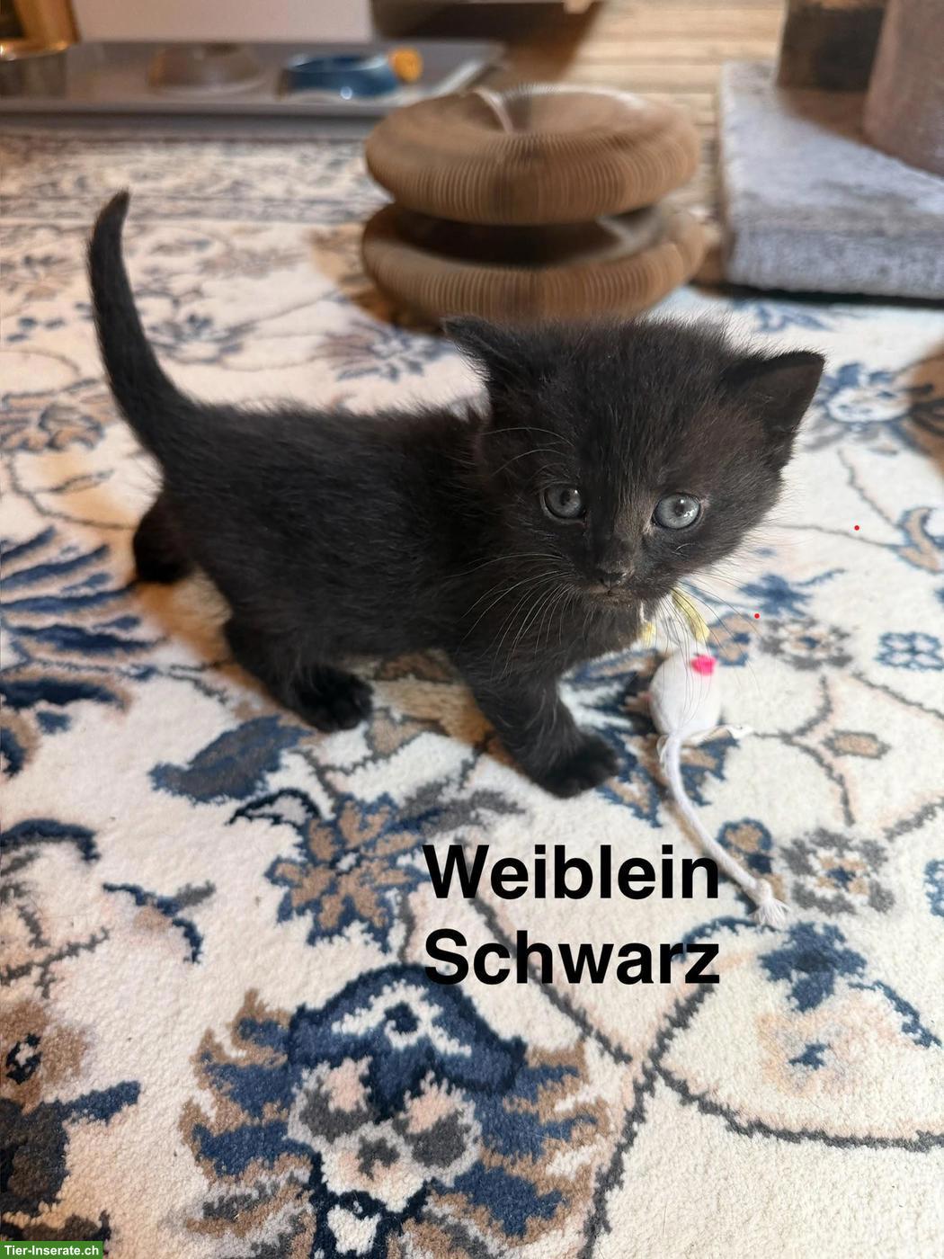 Schwarzes Kitten (weiblich) sucht neues Zuhause