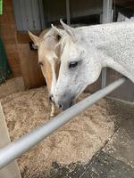 Pflege-/Reitbeteiligung in Knonau ZH