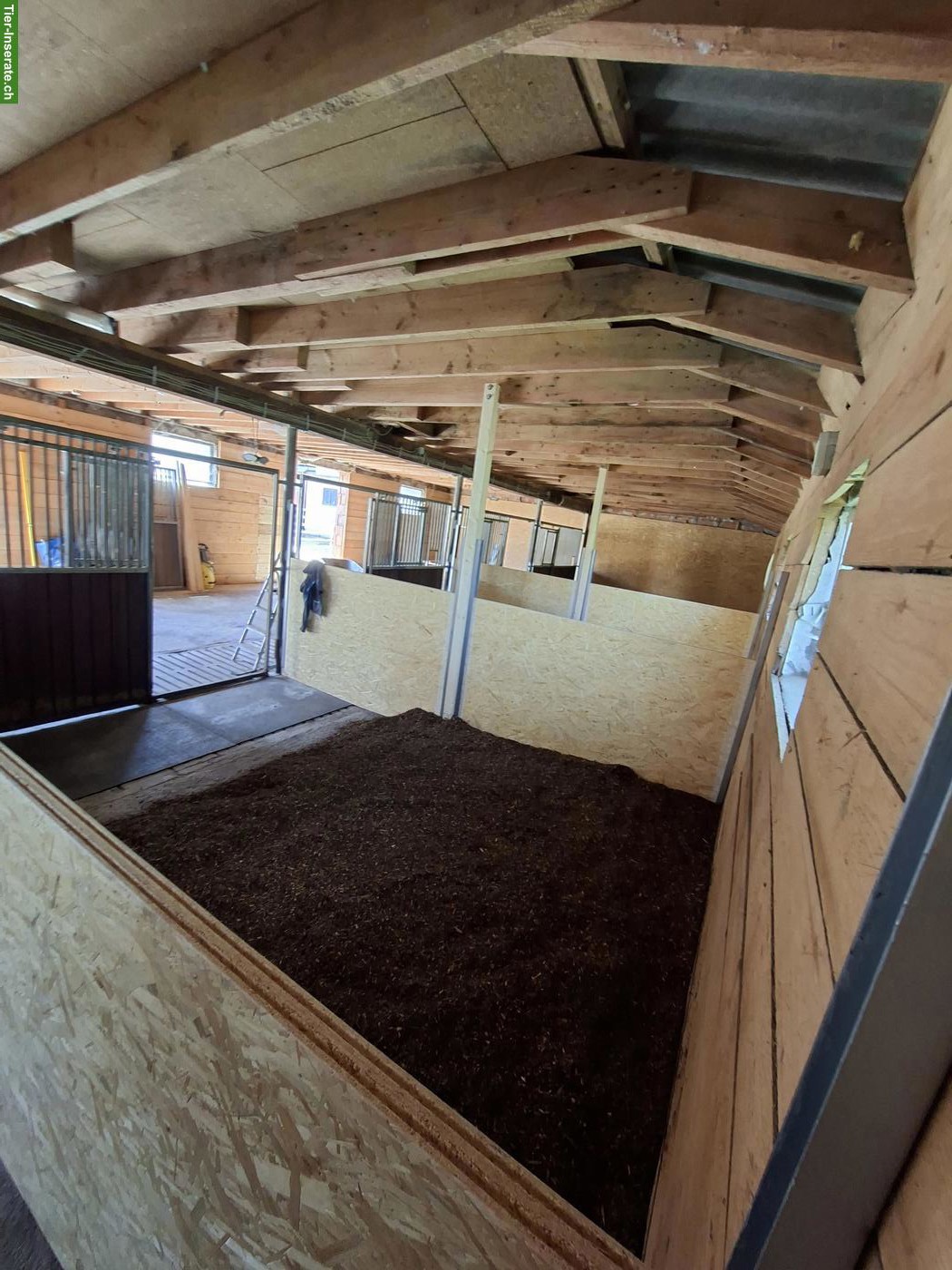 Bild 2: Innenboxen in Privatstall in 78176 Blumberg (CH-Grenze)