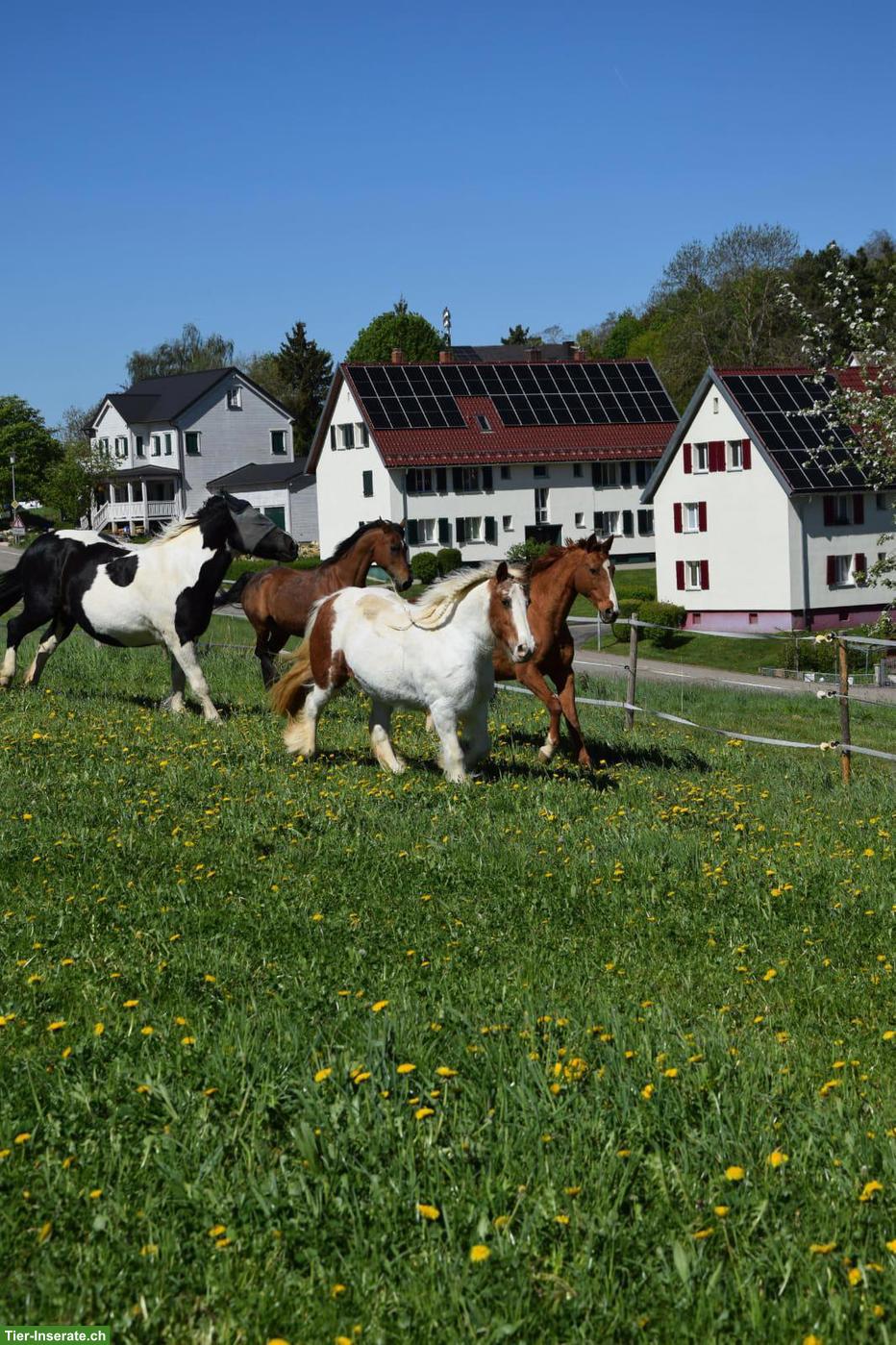 Bild 3: Innenboxen in Privatstall in 78176 Blumberg (CH-Grenze)