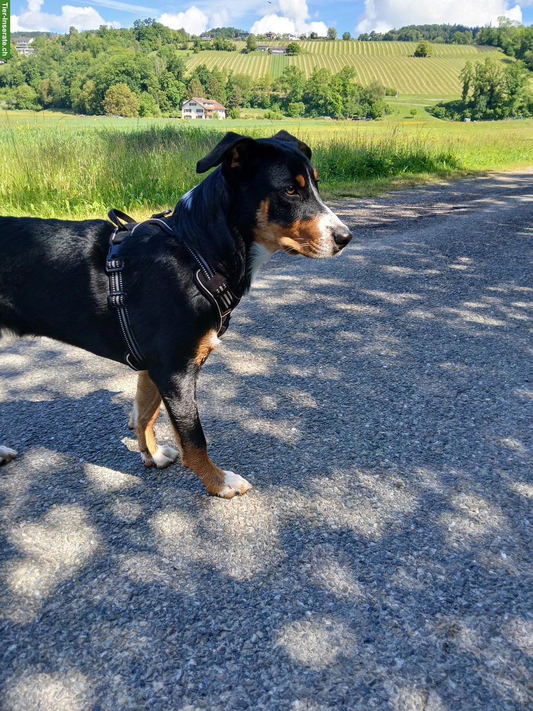 Ace, ein lieber, treuer Traumhund, Rüde, 7 Monate