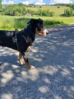 Ace, ein lieber, treuer Traumhund, Rüde, 7 Monate
