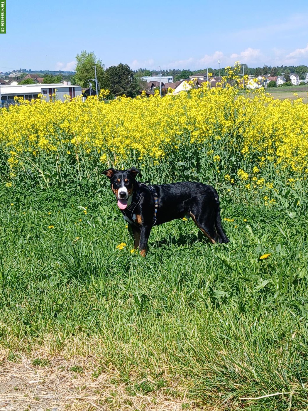 Bild 2: Ace, ein lieber, treuer Traumhund, Rüde, 7 Monate