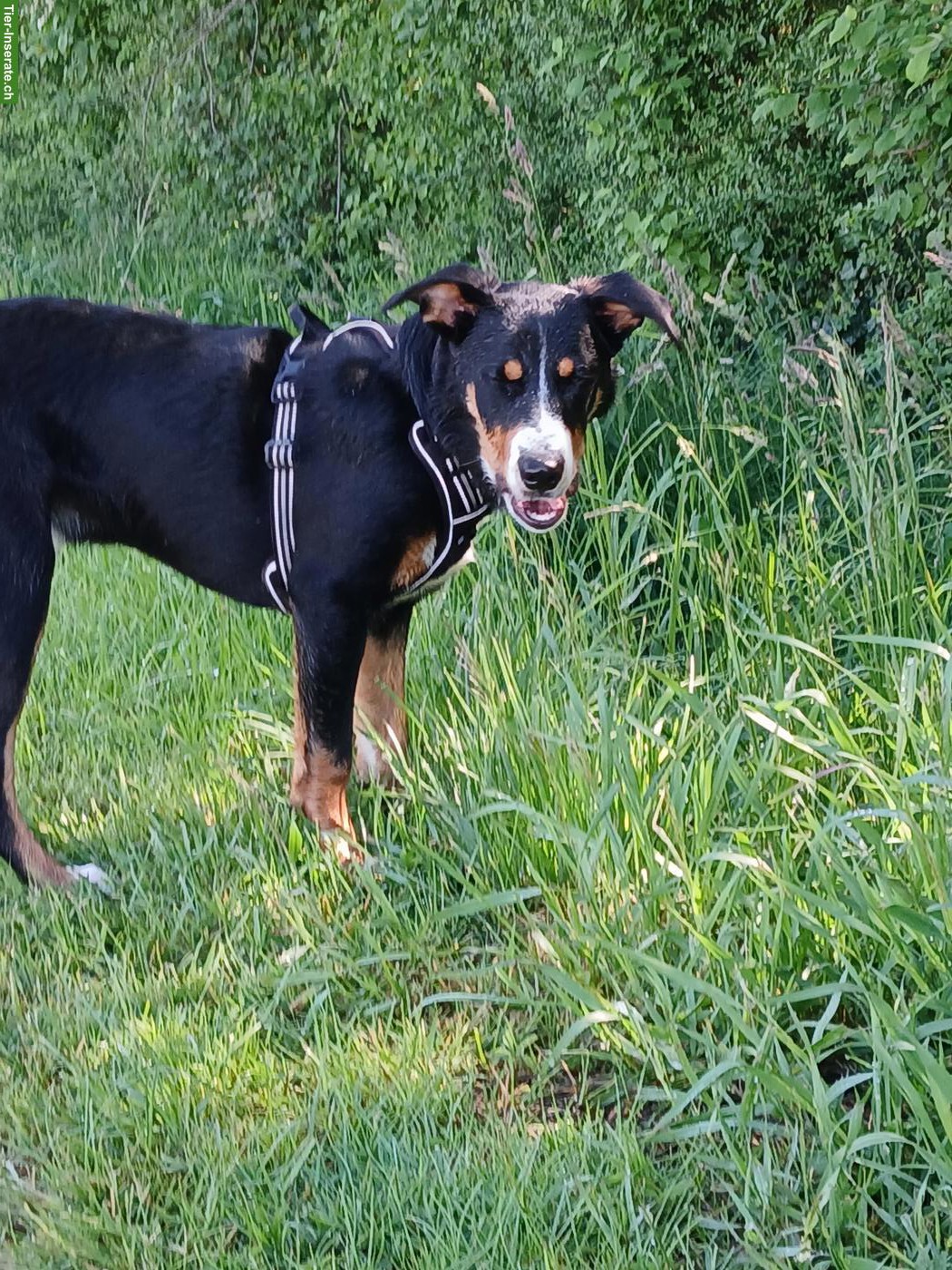 Bild 3: Ace, ein lieber, treuer Traumhund, Rüde, 7 Monate