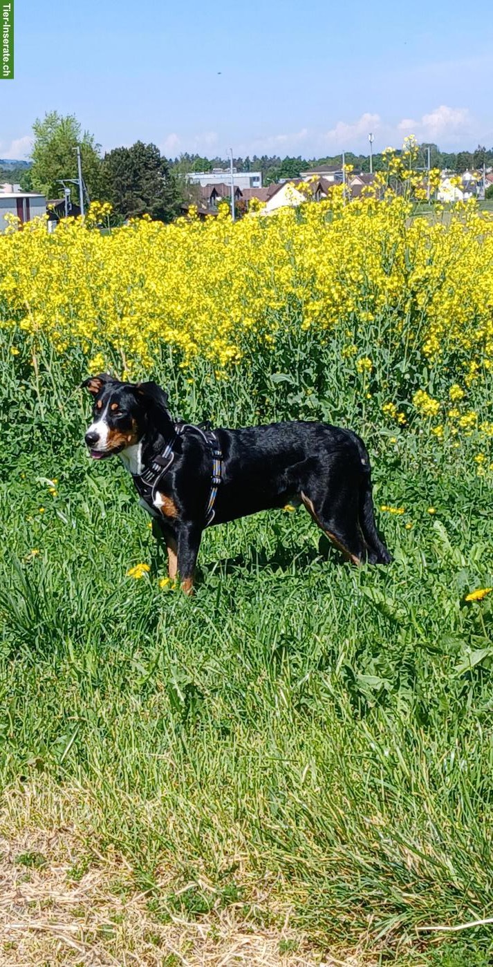 Bild 4: Ace, ein lieber, treuer Traumhund, Rüde, 7 Monate