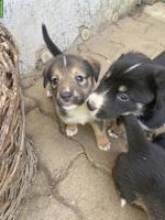 Husky x Sennenhund Mix Welpen