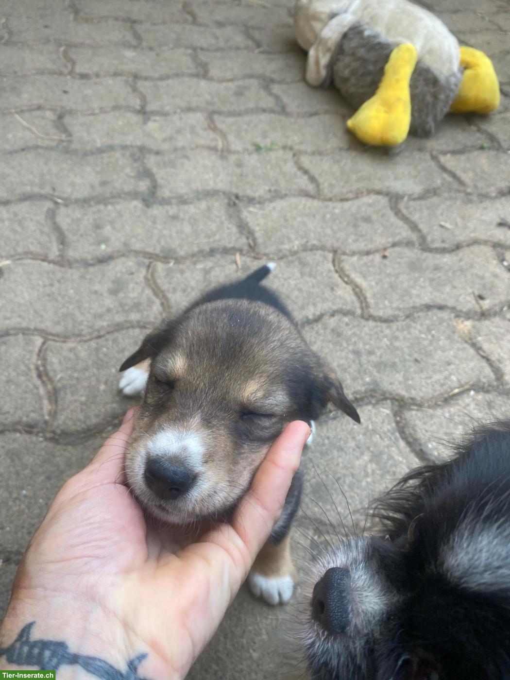 Bild 2: Husky x Sennenhund Mix Welpen