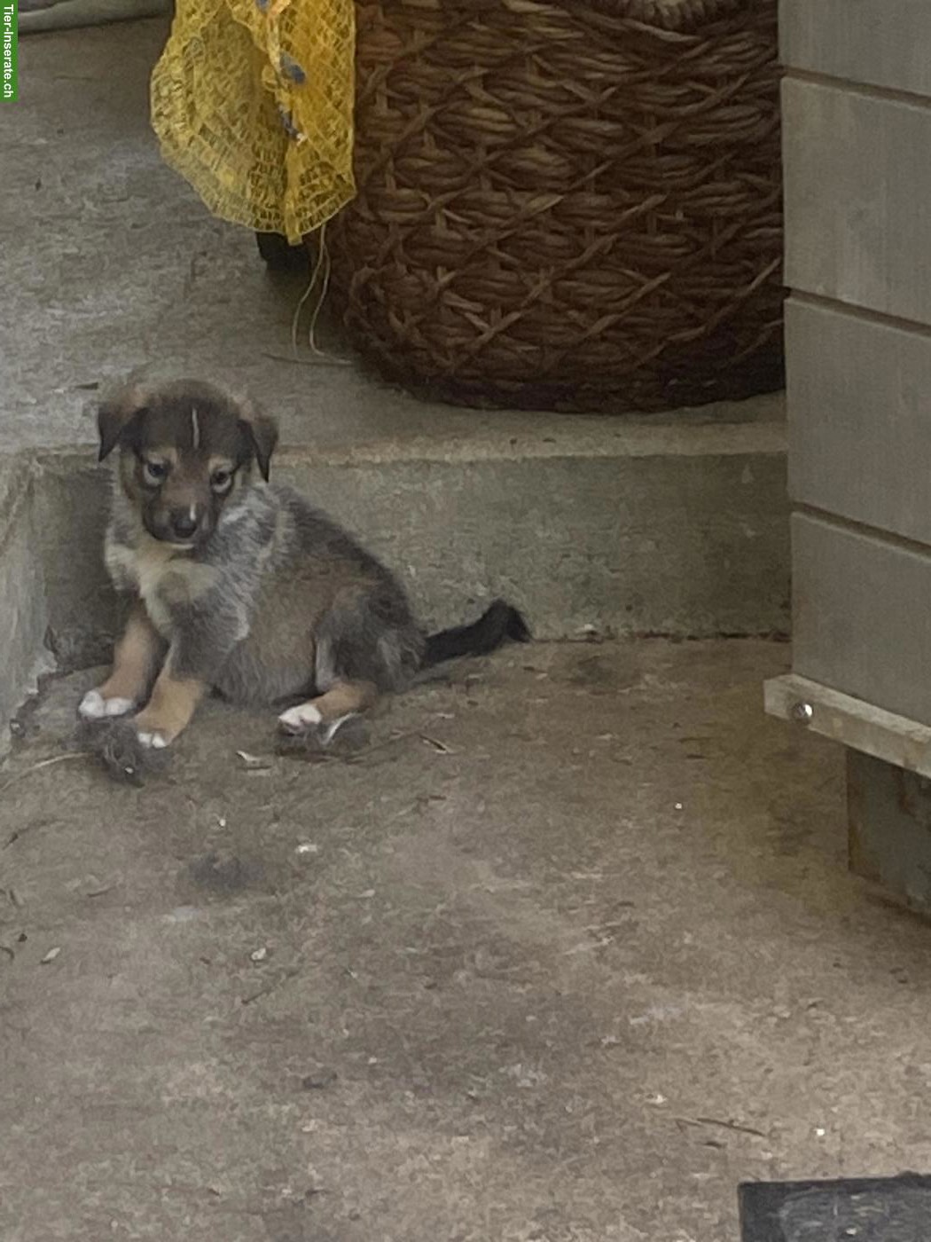 Bild 3: Husky x Sennenhund Mix Welpen