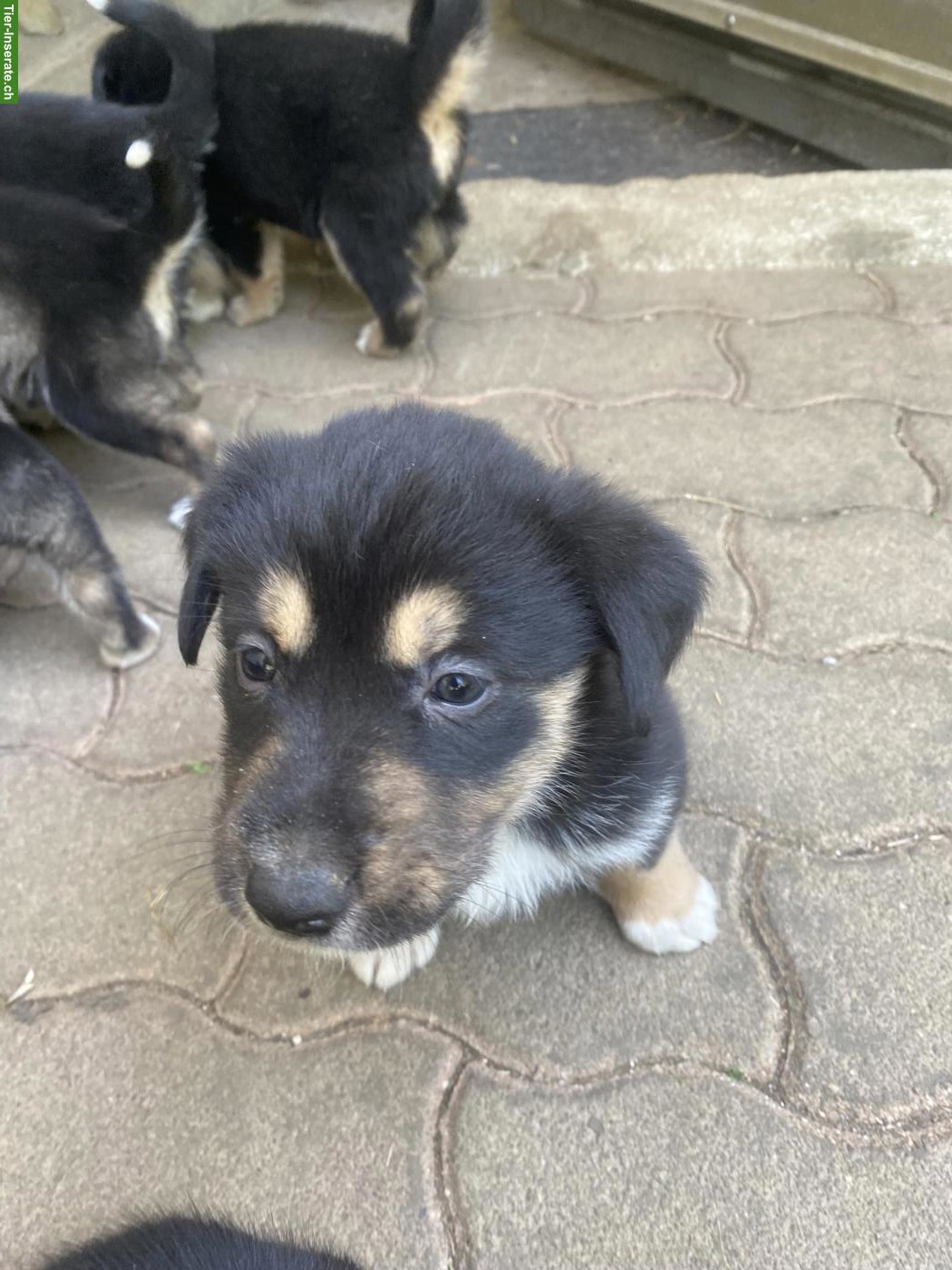 Bild 4: Husky x Sennenhund Mix Welpen