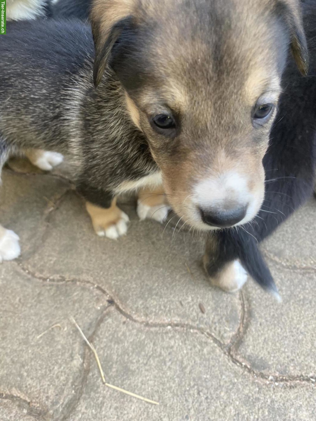 Bild 5: Husky x Sennenhund Mix Welpen