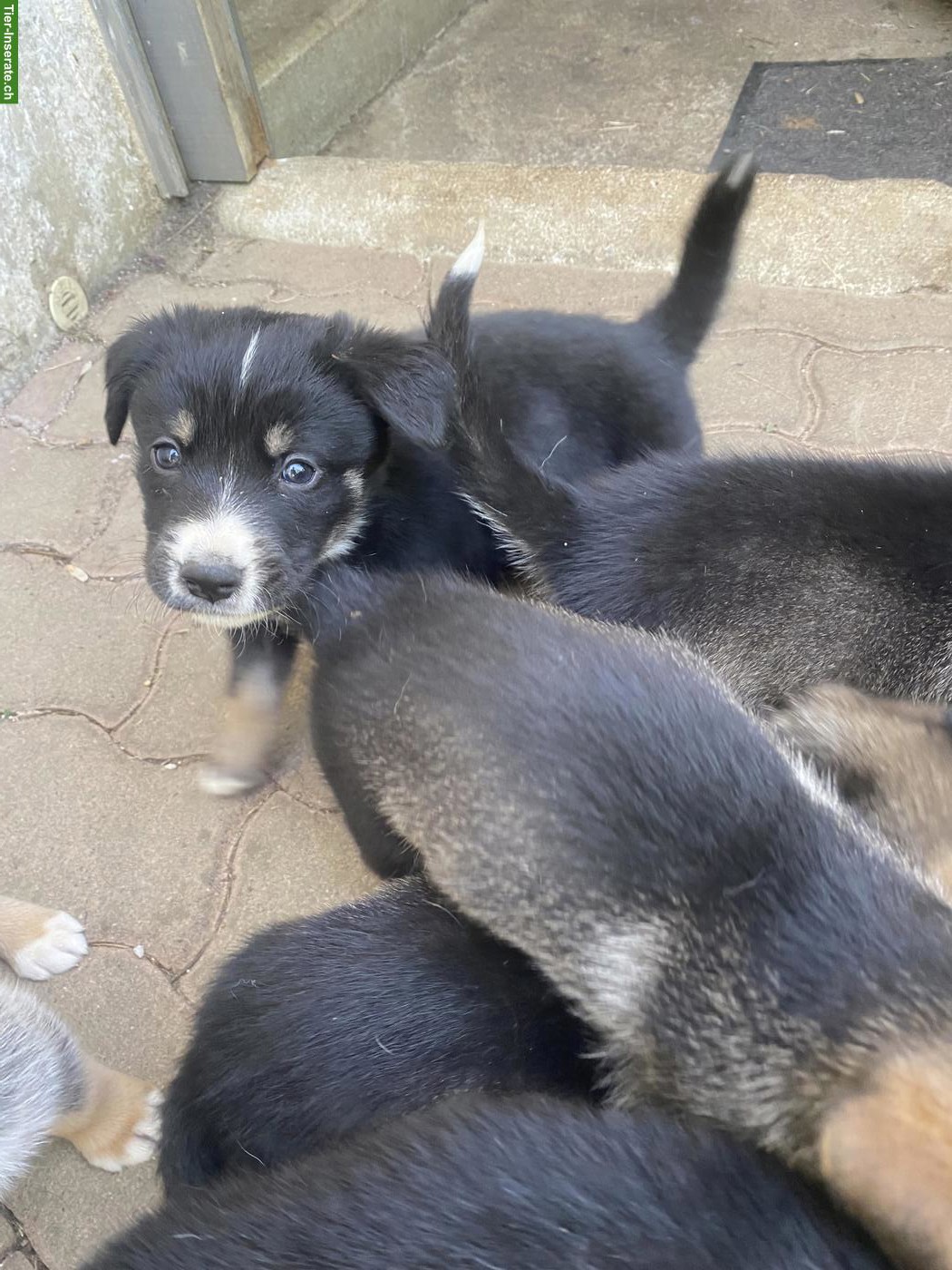 Bild 6: Husky x Sennenhund Mix Welpen