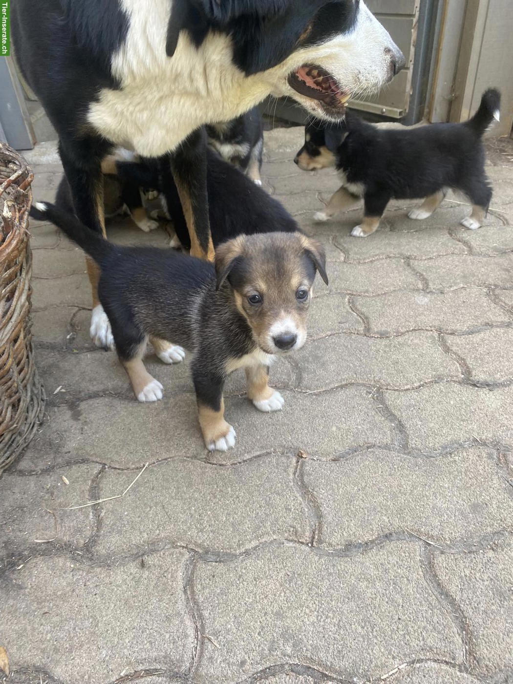 Bild 7: Husky x Sennenhund Mix Welpen