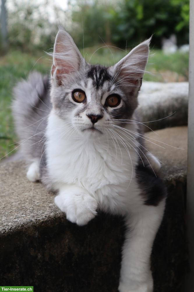 Traumhafte Maine Coon Katzen suchen neues Zuhause