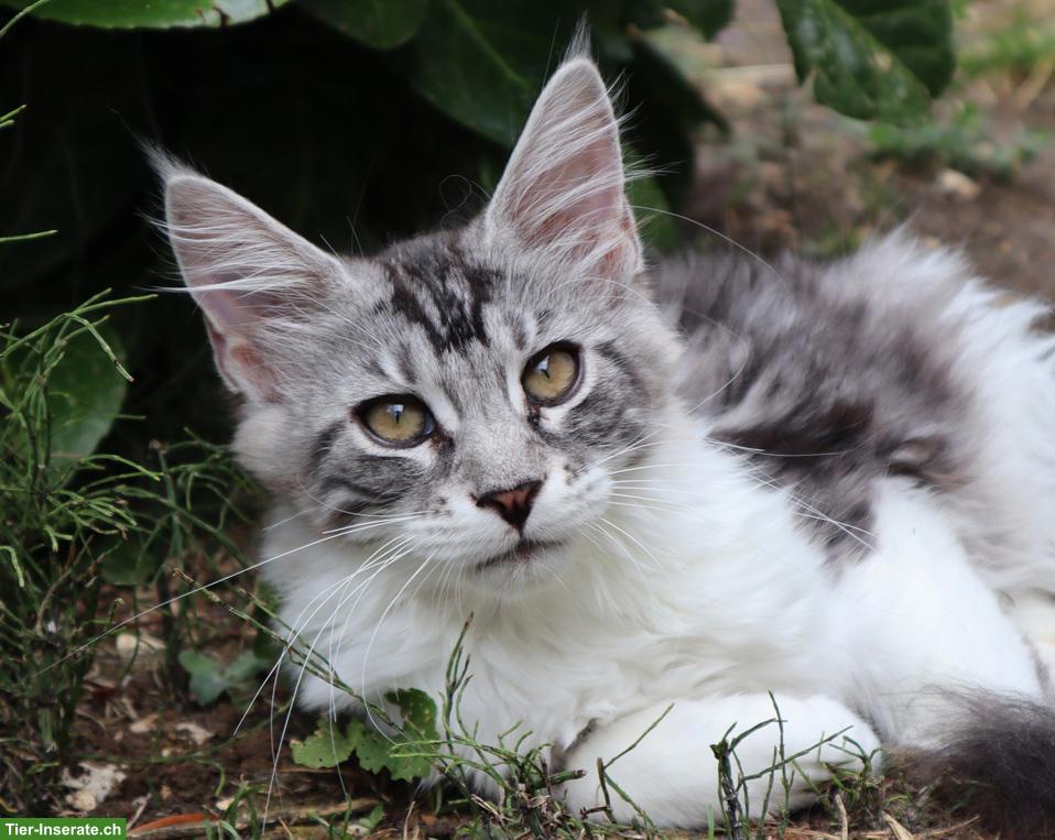 Bild 2: Traumhafte Maine Coon Katzen suchen neues Zuhause